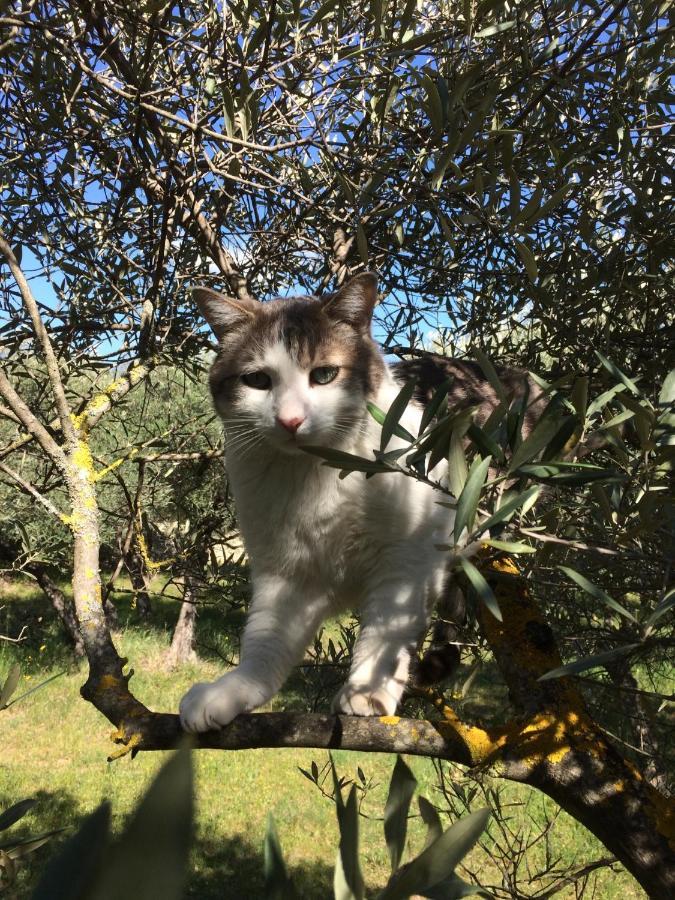 Le Verger Gordes Eksteriør billede